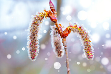 A close up of male catkins on aspen in the april day. The flowers of aspen against the blue bokeh...