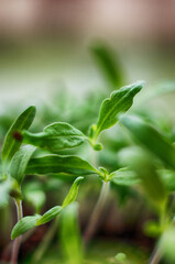 Little green sprouts appeared from the ground