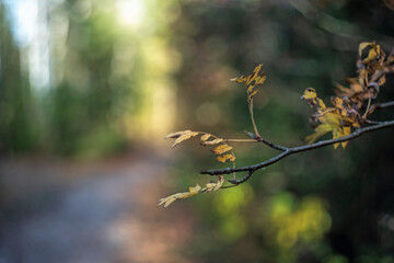 Close-up of a branch of ash with faded leaves, against the background of dark wood