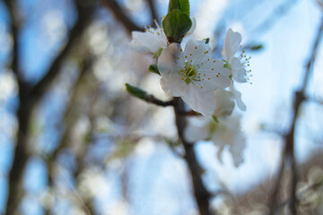 soft image of prunus flowers on a blurry background