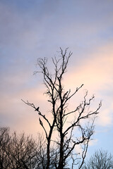 Fototapeta premium A crow in a crocked tree in the sunset with golden hour/blur hour.