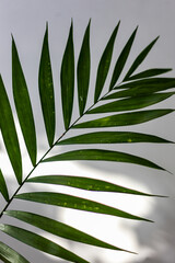 Palm leaf with sun glare