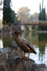 duck out of the lake