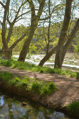 Obraz premium river in the woods