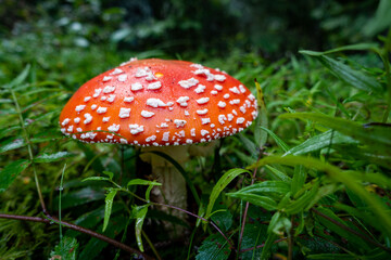 Swedish mushroom toadstool