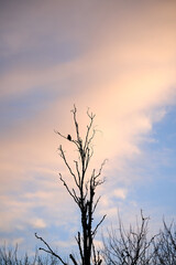 A crow in a crocked tree in the sunset with golden hour/blur hour.