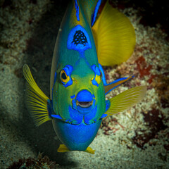 Queen Angelfish (Holacanthus ciliaris) on the reef off the Caribbean island of St Martin