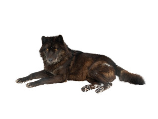 canadian black wolf lies on the snow isolated on white background