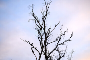 A crow in a crocked tree in the sunset with golden hour/blur hour.