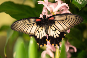 A large Asian butterfly drinks nectar from a flower. Swallow Tail, papilion Lowi