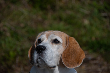 A cute beagle is looking up
