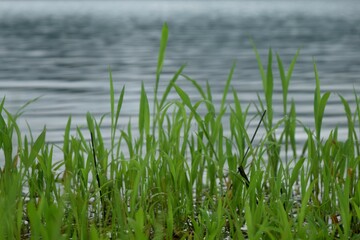 grass in the water