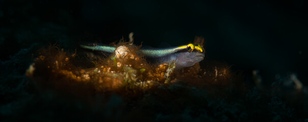 Yellowprow Goby (Gobiosoma xanthipora) on the reef off the Caribbean island of St Martin