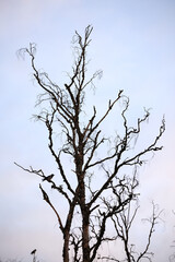 A crow in a crocked tree in the sunset with golden hour/blur hour.