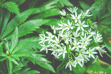 Allium ursinum white flowers with green leaves background in spring