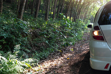 Rear side of white car stop beside of road with turn signal light. beside of road with rubber trees at agricultural areas in the provinces