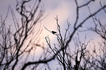 Fototapeta na wymiar A crow in a crocked tree in the sunset with golden hour/blur hour.