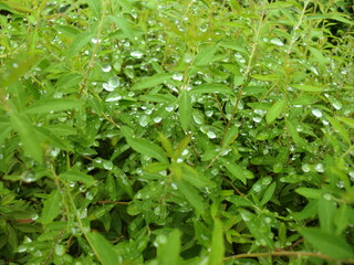Fototapeta na wymiar 植物の葉にたくさんの水滴