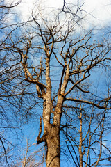 Against the warm blue sky with a white cloud, the bizarre branches of a beech tree have not yet woken up from hibernation.