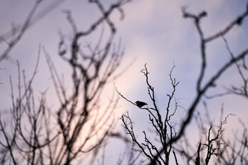 A crow in a crocked tree in the sunset with golden hour/blur hour.