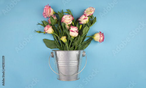 Pink eustoma flowers in a metal rustic bucket on a blue background. Ideal for spring ideas, 8 march, Mother's Day, women's day, happy birthday or floral shop.