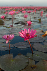 The sea of red lotus, Lake Nong Harn, Udon Thani, Thailand