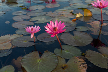 The sea of red lotus, Lake Nong Harn, Udon Thani, Thailand