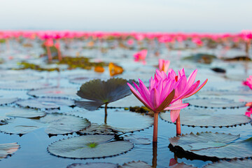 The sea of red lotus, Lake Nong Harn, Udon Thani, Thailand