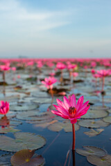 The sea of red lotus, Lake Nong Harn, Udon Thani, Thailand