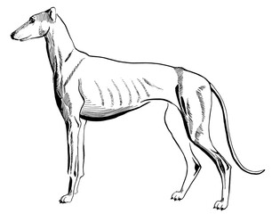 line drawing of greyhound