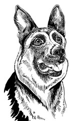 line drawing of german shepherd