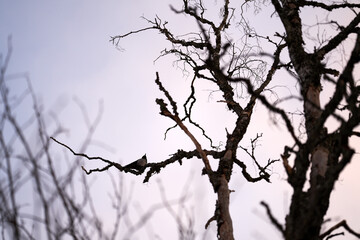 A crow in a crocked tree in the sunset with golden hour/blur hour.