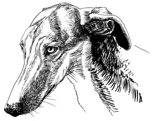 line drawing of greyhound