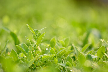Green nature background. Closeup view of green leaf on blurred greenery background in garden with beauty under sunlight for natural and freshness wallpaper concept. with copy space