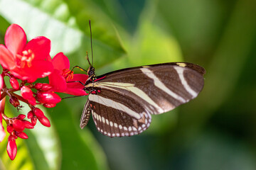 Zebra butterfly on a flower