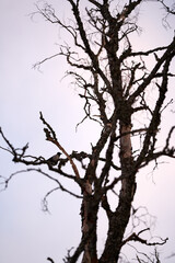 Fototapeta na wymiar A crow in a crocked tree in the sunset with golden hour/blur hour.
