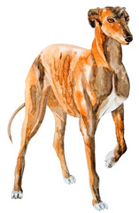 watercolor drawing of greyhound