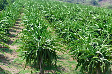 Early varieties dragon fruit plants in garden. field of fruit tree planting (dragon fruit) in...