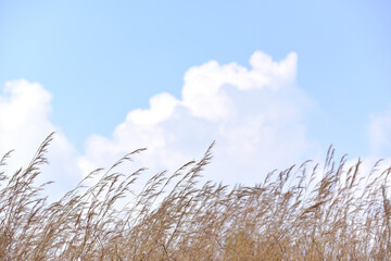 Dry grass flowers in the sky background. Close view of grass stems against  sky. Calm and natural background. Soft Selected focus