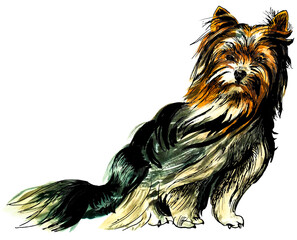 Yorkshire terrier drawn in watercolour and ink