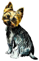 Yorkshire terrier drawn in watercolour and ink