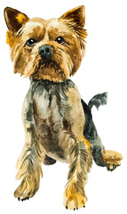 watercolor drawing of Yorkshire terrier