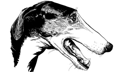 line drawing of greyhound