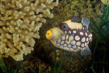 Clown triggerfish