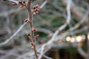 the beginning of spring, everything is born to life, visible buds on the branches