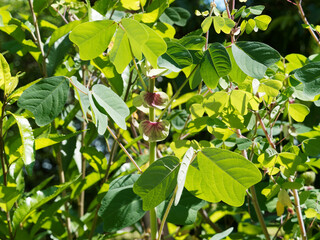 Amicia zygomeris | Yoke-leaved amicia, exotic plant with ornamental foliage, four theart-shaped leaflets and purple-veined stipules, producing pea-like purple and yellow flowers in short racemes