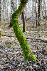 forest with tree trunks covered in green moss and lichen