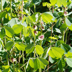 Yoke-leaved amicia or amicia zygomeris, woody and shruby plant with pale-green theart-shaped foliage and purple-veined stipules on hollow, downy and greenish stems