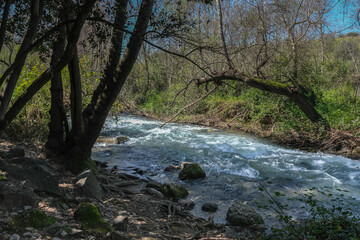 Obraz premium View of Nahal [stream] Hermon (Banias) strong water flow, the easternmost of the northern tributaries of the Jordan River, Golan Heights, Israel. 
