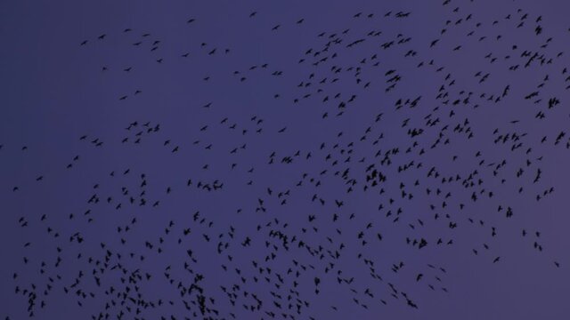 Birds fly in the dark blue night sky. Background blurred. Dramatic view of the birds